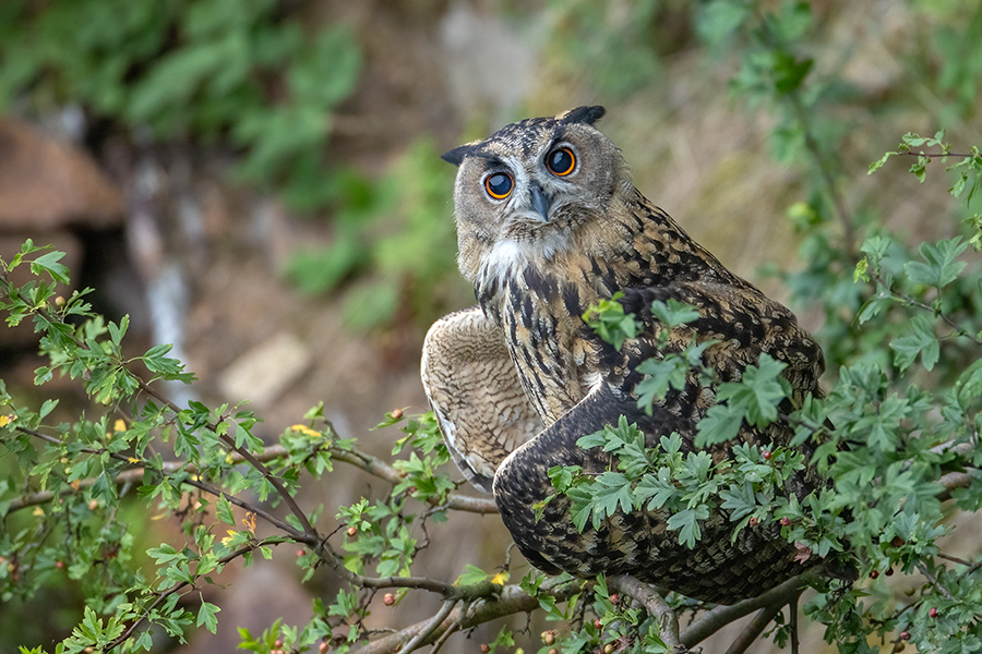 Uhu - Bubu bubo, Eulen, Eule, Sachsen, Grimma, Muldental, www.richter-naturfotografie.de, Strigiformes, Federohren,  Aestling, Aestlinge, Brut