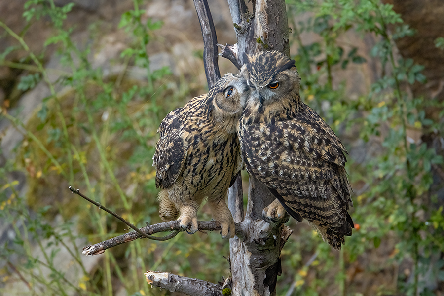 Uhu - Bubu bubo, Eulen, Eule, Sachsen, Grimma, Muldental, www.richter-naturfotografie.de, Strigiformes, Federohren,  Aestling, Aestlinge, Brut