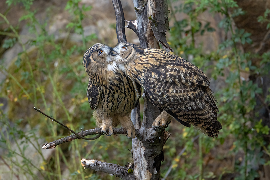 Uhu - Bubu bubo, Eulen, Eule, Sachsen, Grimma, Muldental, www.richter-naturfotografie.de, Strigiformes, Federohren,  Aestling, Aestlinge, Brut, schnäbelnd