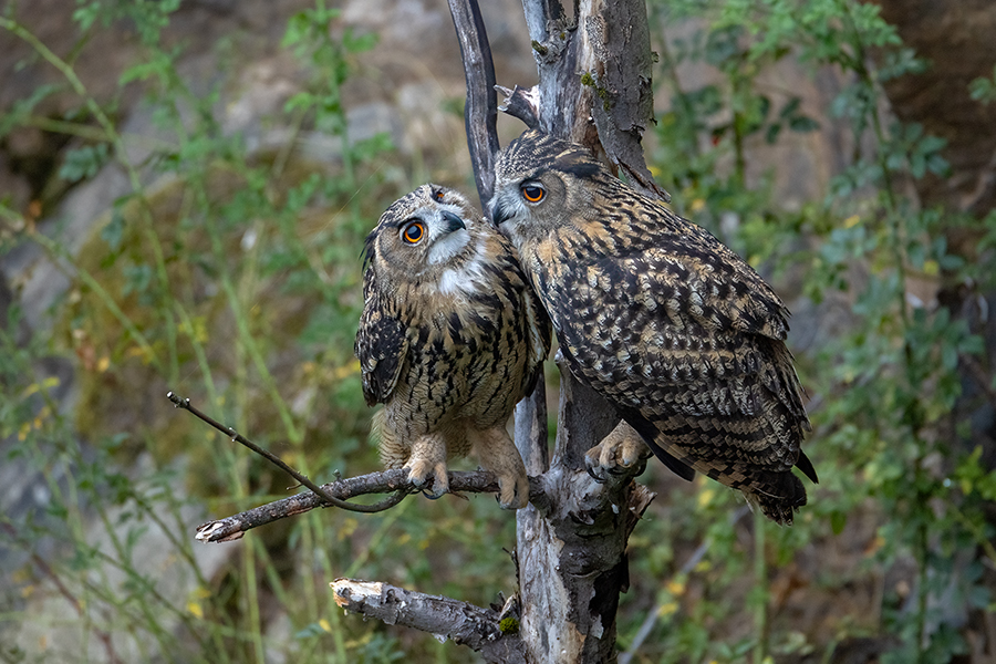 Uhu - Bubu bubo, Eulen, Eule, Sachsen, Grimma, Muldental, www.richter-naturfotografie.de, Strigiformes, Federohren,  Aestling, Aestlinge, Brut