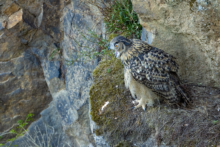 Uhu - Bubu bubo, Eulen, Eule, Sachsen, Grimma, Muldental, www.richter-naturfotografie.de, Strigiformes, Federohren,  Aestling, Aestlinge, Brut