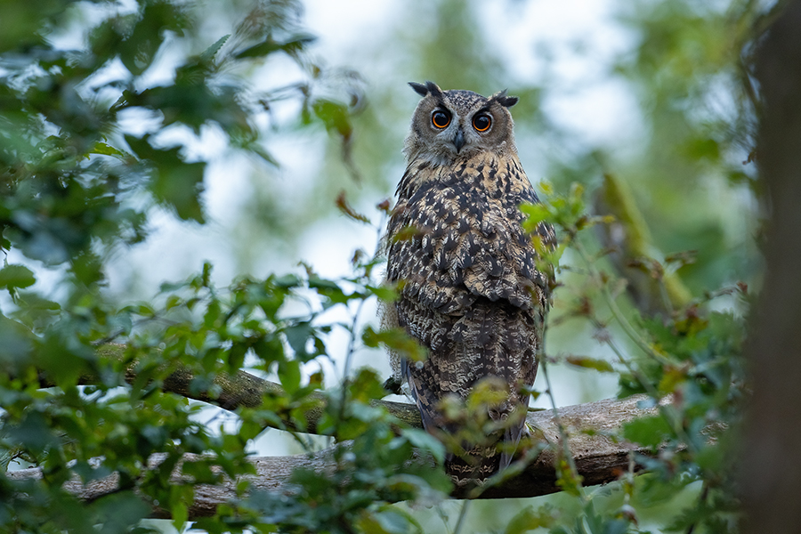 Uhu - Bubu bubo, Eulen, Eule, Sachsen, Grimma, Muldental, www.richter-naturfotografie.de, Strigiformes, Federohren,  Aestling, Aestlinge, Brut
