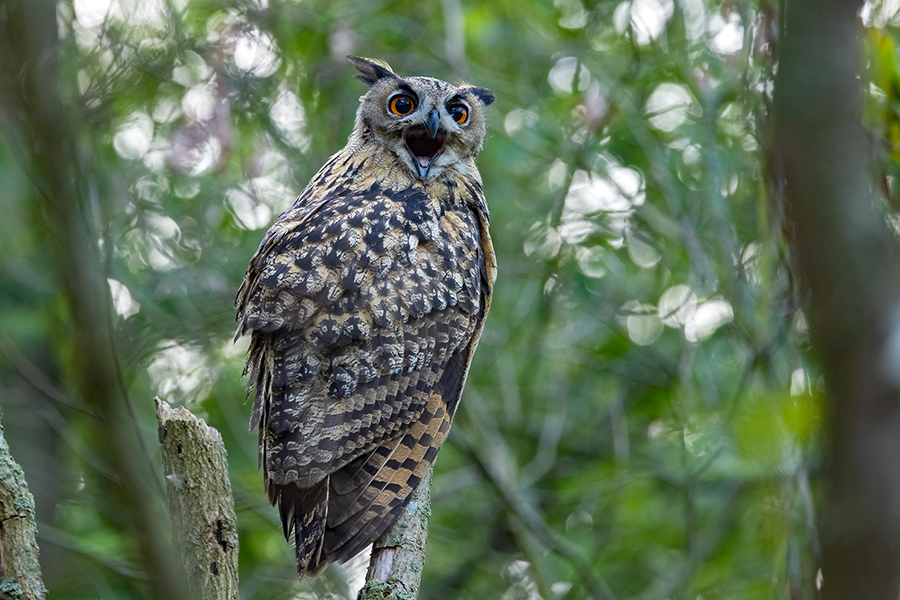 Uhu - Bubu bubo, Eulen, Eule, Sachsen, Grimma, Muldental, www.richter-naturfotografie.de, Strigiformes, Federohren,  Aestling, Aestlinge, Brut