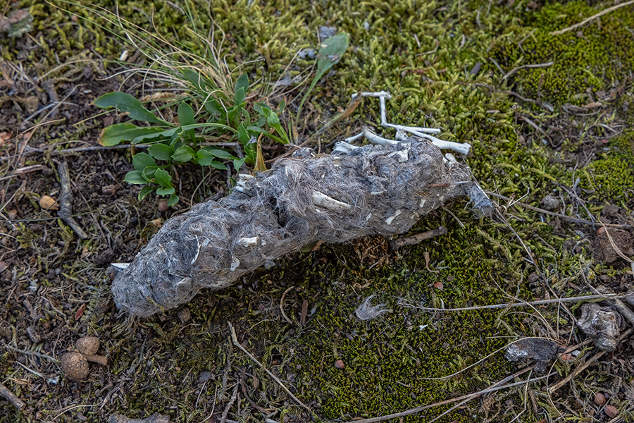 Uhu - Bubu bubo, Eulen, Eule, Sachsen, Grimma, Muldental, www.richter-naturfotografie.de, Strigiformes, Federohren,  Aestling, Aestlinge, Brut
