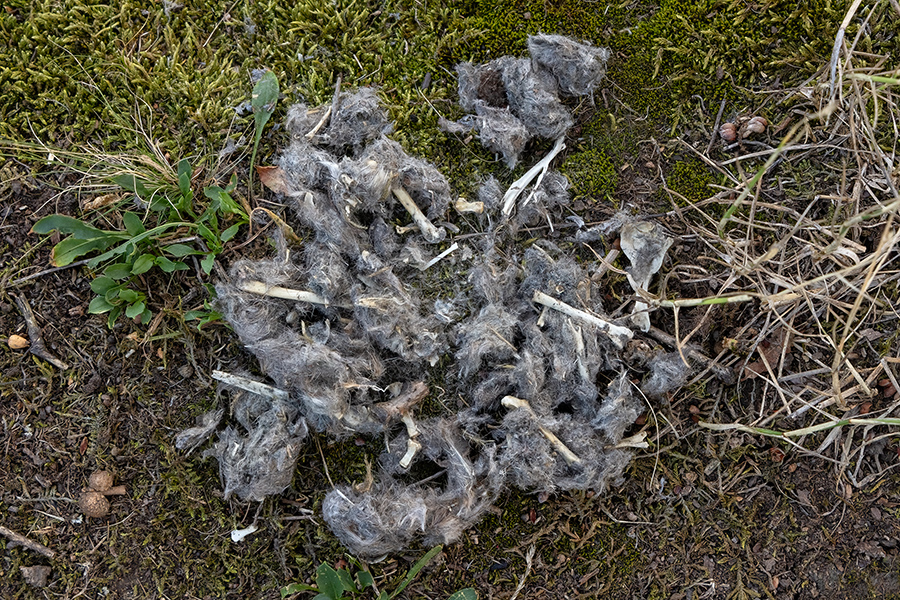 Uhu - Bubu bubo, Eulen, Eule, Sachsen, Grimma, Muldental, www.richter-naturfotografie.de, Strigiformes, Federohren,  Aestling, Aestlinge, Brut