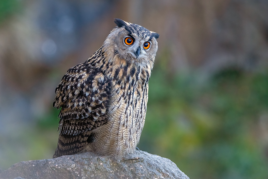 Uhu - Bubu bubo, Eulen, Eule, Sachsen, Grimma, Muldental, www.richter-naturfotografie.de, Strigiformes, Federohren,  Aestling, Aestlinge, Brut