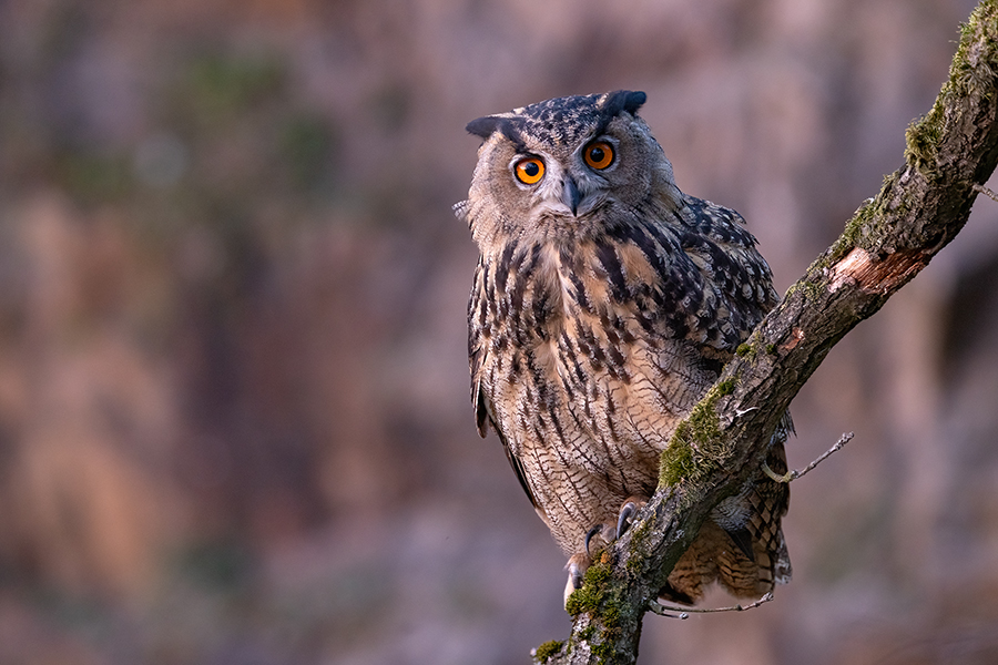 Uhu - Bubu bubo, Eulen, Eule, Sachsen, Grimma, Muldental, www.richter-naturfotografie.de, Strigiformes, Federohren,  Aestling, Aestlinge, Brut