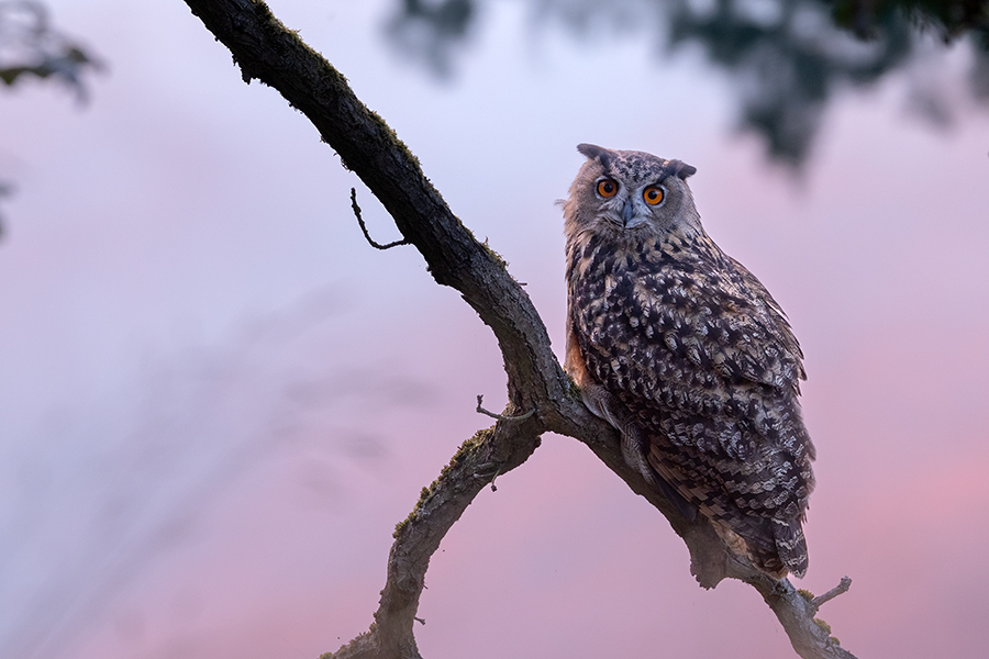 Uhu - Bubu bubo, Eulen, Eule, Sachsen, Grimma, Muldental, www.richter-naturfotografie.de, Strigiformes, Federohren,  Aestling, Aestlinge, Brut