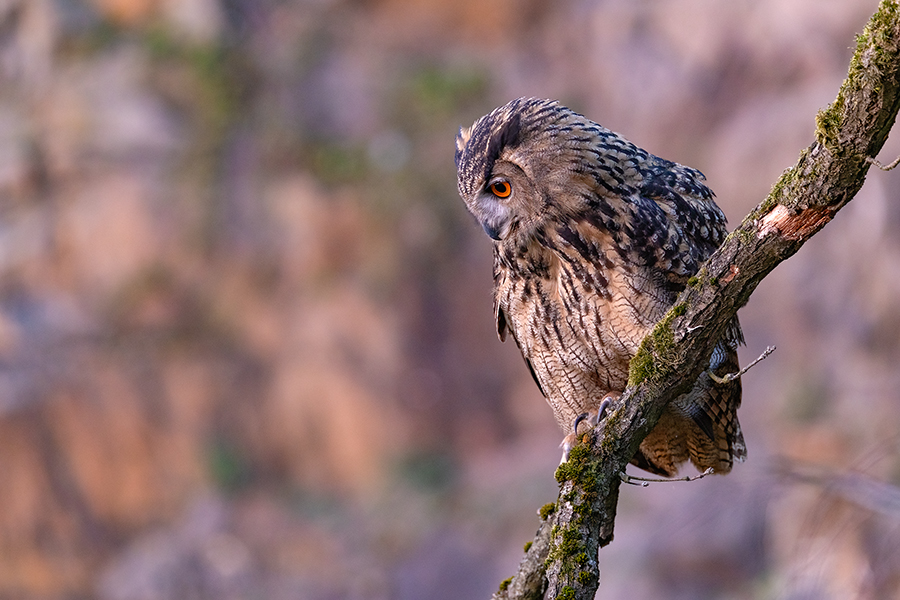 Uhu - Bubu bubo, Eulen, Eule, Sachsen, Grimma, Muldental, www.richter-naturfotografie.de, Strigiformes, Federohren,  Aestling, Aestlinge, Brut