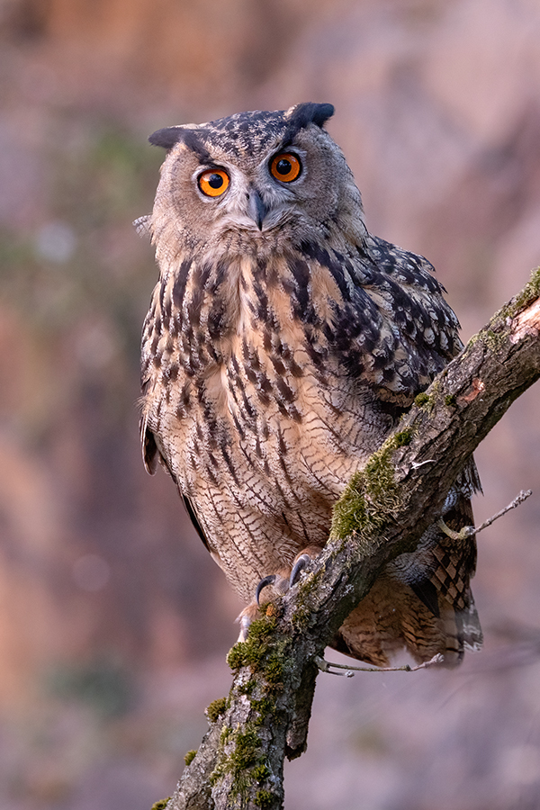 Uhu - Bubu bubo, Eulen, Eule, Sachsen, Grimma, Muldental, www.richter-naturfotografie.de, Strigiformes, Federohren,  Aestling, Aestlinge, Brut
