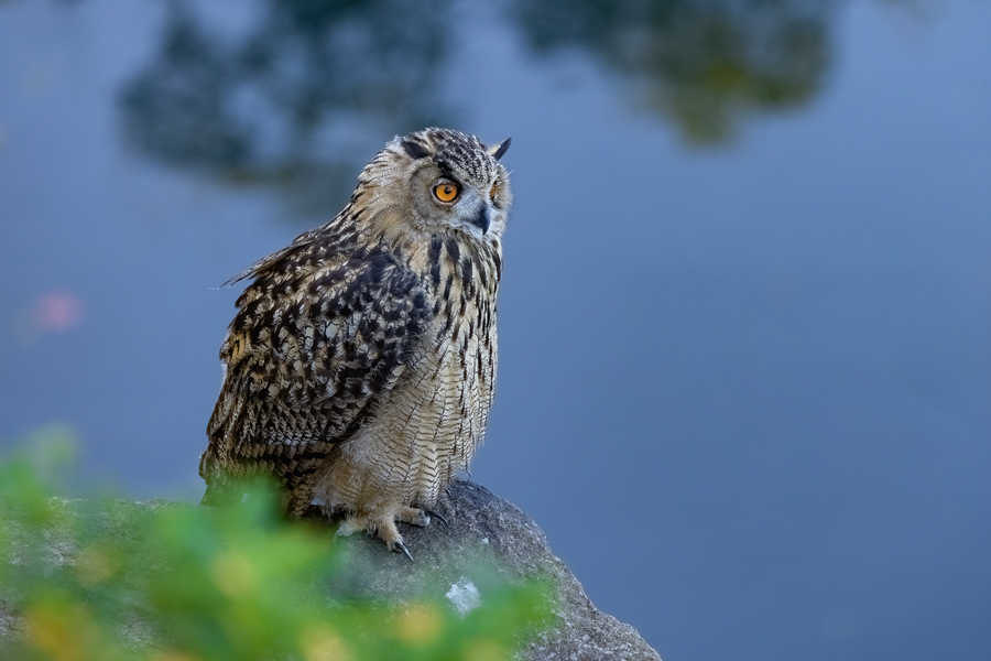 Uhu - Bubu bubo, Eulen, Eule, Sachsen, Grimma, Muldental, www.richter-naturfotografie.de, Strigiformes, Federohren,  Aestling, Aestlinge, Brut