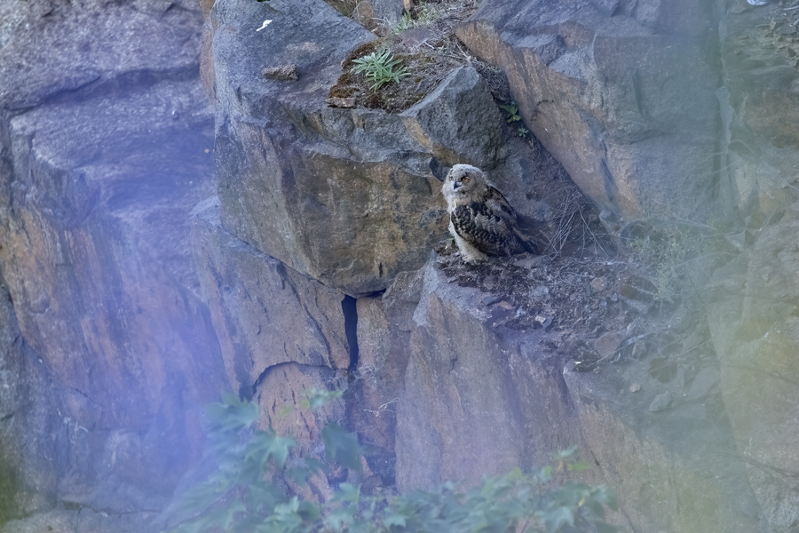 Uhu - Bubu bubo, Eulen, Eule, Sachsen, Grimma, Muldental, www.richter-naturfotografie.de, Strigiformes, Federohren,  Aestling, Aestlinge, Brut