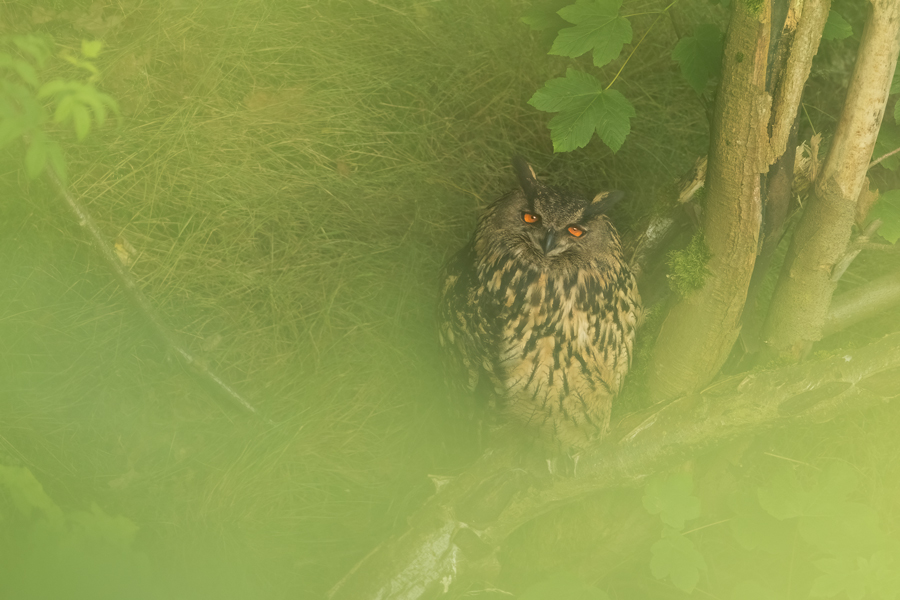 Uhu - Bubu bubo, Eulen, Eule, Sachsen, Grimma, Muldental, www.richter-naturfotografie.de, Strigiformes, Federohren,  Aestling, Aestlinge, Brut