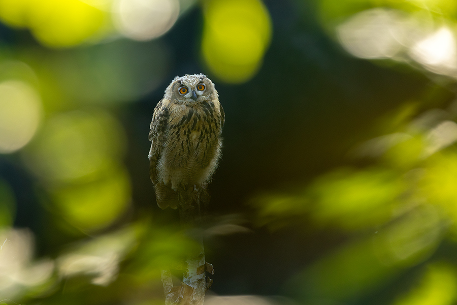 Uhu - Bubu bubo, Eulen, Eule, Sachsen, Grimma, Muldental, www.richter-naturfotografie.de, Strigiformes, Federohren,  Aestling, Aestlinge, Brut
