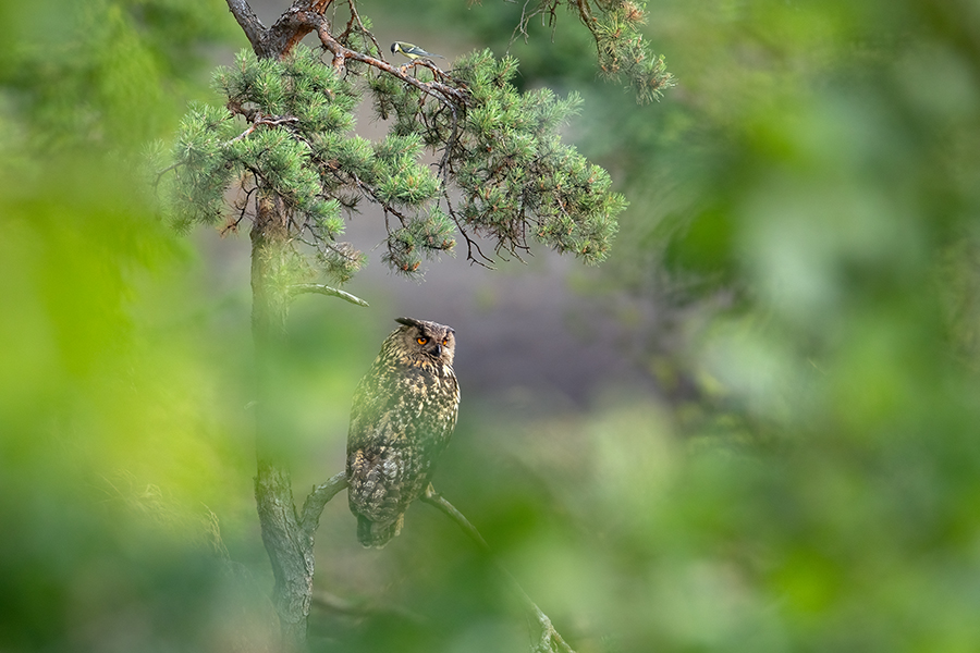 Uhu - Bubu bubo, Eulen, Eule, Sachsen, Grimma, Muldental, www.richter-naturfotografie.de, Strigiformes, Federohren,  Aestling, Aestlinge, Brut