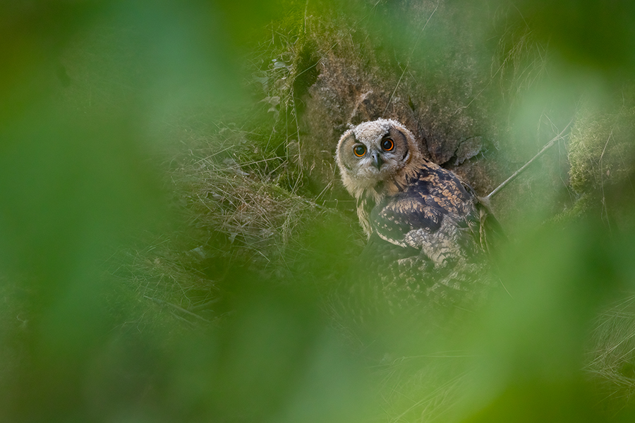 Uhu - Bubu bubo, Eulen, Eule, Sachsen, Grimma, Muldental, www.richter-naturfotografie.de, Strigiformes, Federohren,  Aestling, Aestlinge, Brut