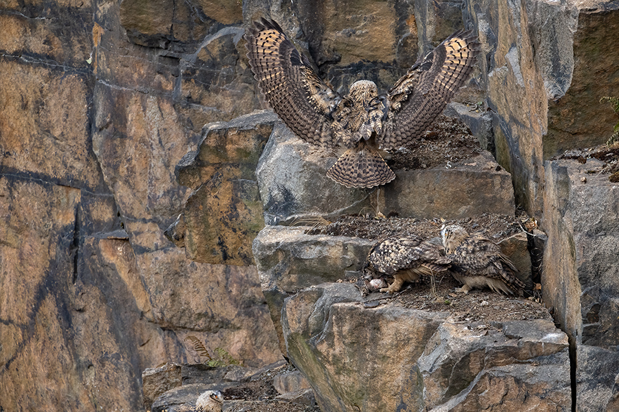Uhu - Bubu bubo, Eulen, Eule, Sachsen, Grimma, Muldental, www.richter-naturfotografie.de, Strigiformes, Federohren,  Aestling, Aestlinge, Brut