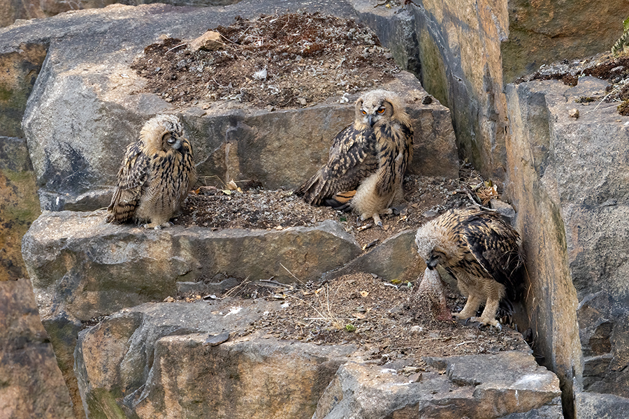 Uhu - Bubu bubo, Eulen, Eule, Sachsen, Grimma, Muldental, www.richter-naturfotografie.de, Strigiformes, Federohren,  Aestling, Aestlinge, Brut