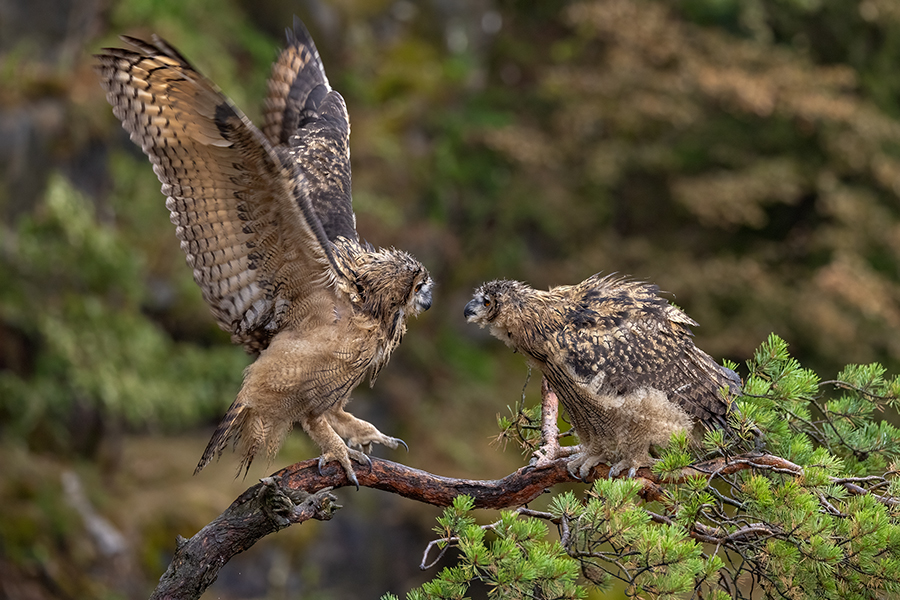 Uhu - Bubu bubo, Eulen, Eule, Sachsen, Grimma, Muldental, www.richter-naturfotografie.de, Strigiformes, Federohren,  Aestling, Aestlinge, Brut