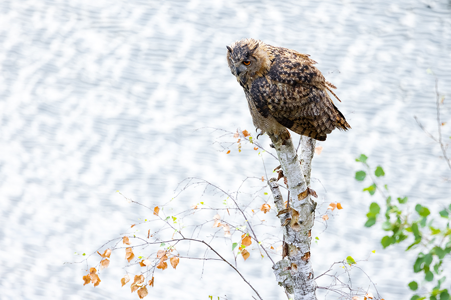 Uhu - Bubu bubo, Eulen, Eule, Sachsen, Grimma, Muldental, www.richter-naturfotografie.de, Strigiformes, Federohren,  Aestling, Aestlinge, Brut