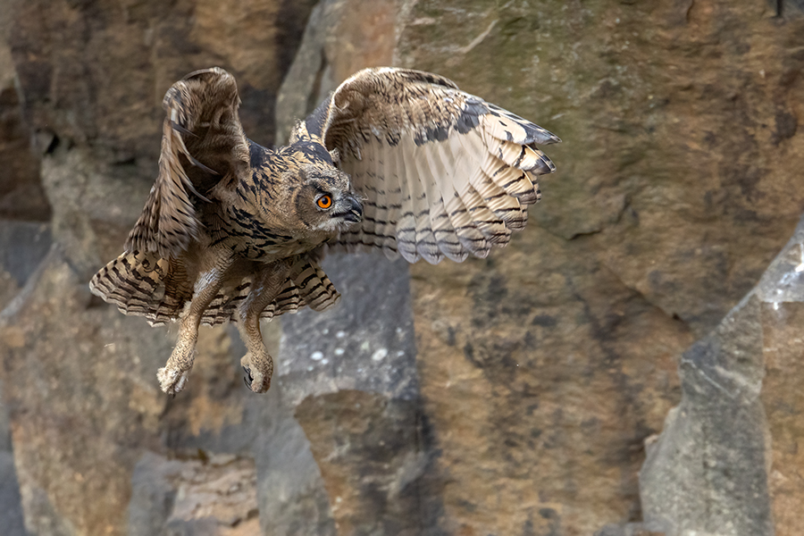 Uhu - Bubu bubo, Eulen, Eule, Sachsen, Grimma, Muldental, www.richter-naturfotografie.de, Strigiformes, Federohren,  Aestling, Aestlinge, Brut
