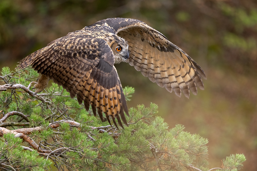 Uhu - Bubu bubo, Eulen, Eule, Sachsen, Grimma, Muldental, www.richter-naturfotografie.de, Strigiformes, Federohren,  Aestling, Aestlinge, Brut