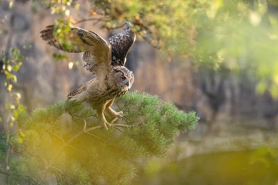 Uhu - Bubu bubo, Eulen, Eule, Sachsen, Grimma, Muldental, www.richter-naturfotografie.de, Strigiformes, Federohren,  Aestling, Aestlinge, Brut