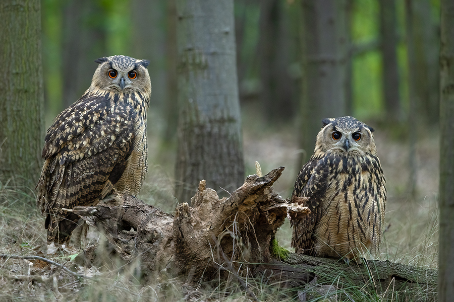 Uhu - Bubu bubo, Eulen, Eule, Sachsen, Grimma, Muldental, www.richter-naturfotografie.de, Strigiformes, Federohren,  Aestling, Aestlinge, Brut