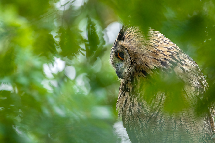 Uhu - Bubu bubo, Eulen, Eule, Sachsen, Grimma, Muldental, www.richter-naturfotografie.de, Strigiformes, Federohren,  Aestling, Aestlinge, Brut