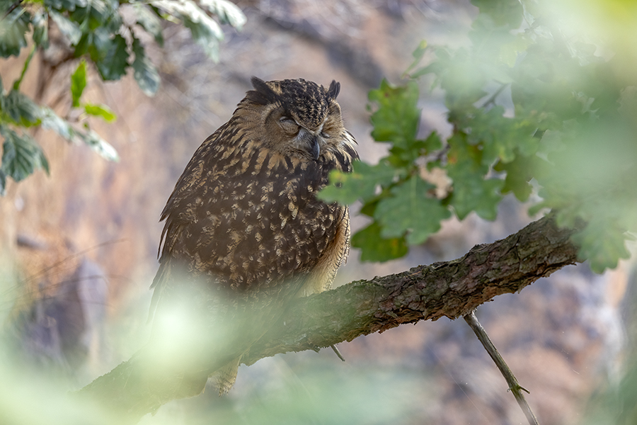 Uhu - Bubu bubo, Eulen, Eule, Sachsen, Grimma, Muldental, www.richter-naturfotografie.de, Strigiformes, Federohren,  Aestling, Aestlinge, Brut