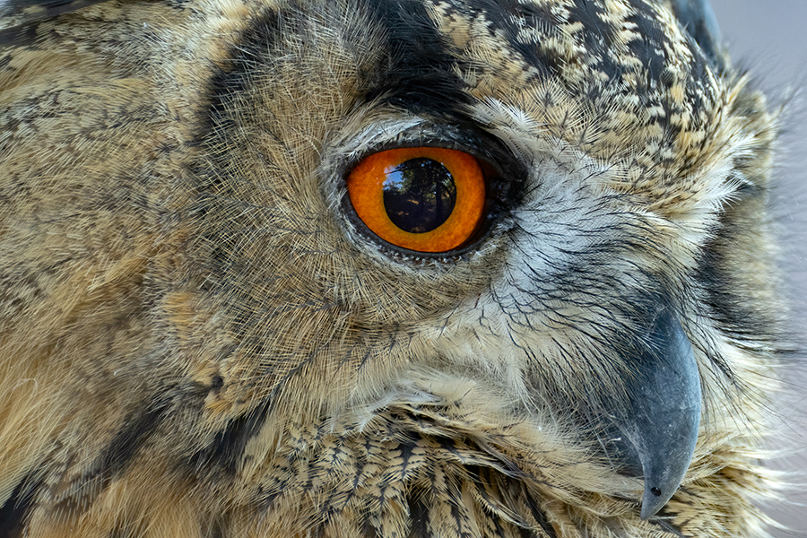 Uhu - Bubu bubo, Eulen, Eule, Sachsen, Grimma, Muldental, www.richter-naturfotografie.de, Strigiformes, Federohren,  Aestling, Aestlinge, Brut