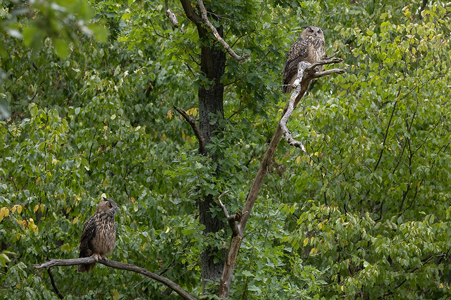 Uhu - Bubu bubo, Eulen, Eule, Sachsen, Grimma, Muldental, www.richter-naturfotografie.de, Strigiformes, Federohren,  Aestling, Aestlinge, Brut