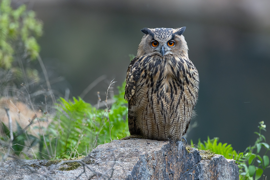 Uhu - Bubu bubo, Eulen, Eule, Sachsen, Grimma, Muldental, www.richter-naturfotografie.de, Strigiformes, Federohren,  Aestling, Aestlinge, Brut