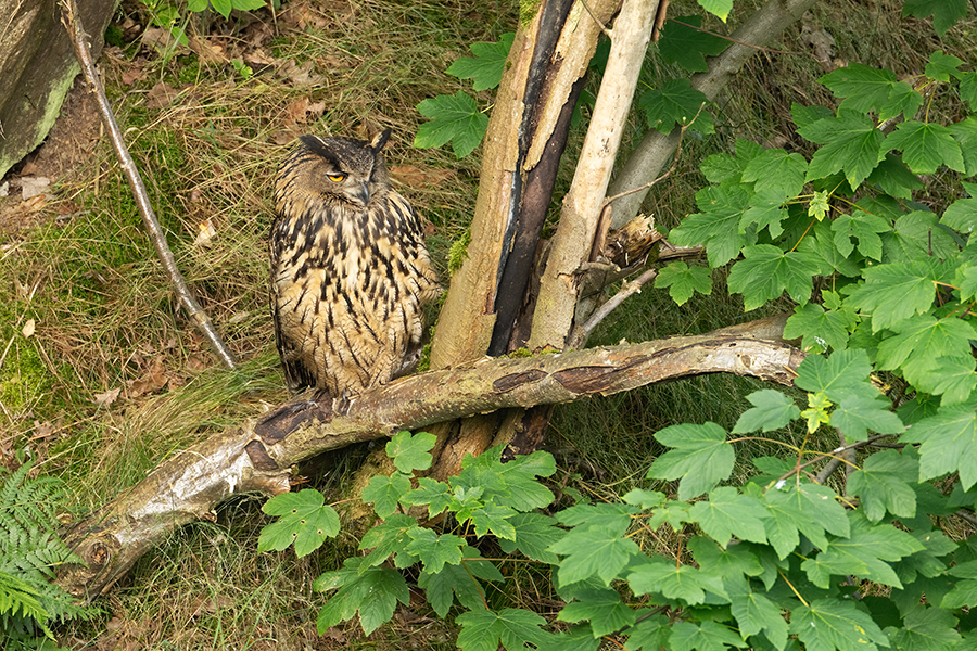 Uhu - Bubu bubo, Eulen, Eule, Sachsen, Grimma, Muldental, www.richter-naturfotografie.de, Strigiformes, Federohren,  Aestling, Aestlinge, Brut