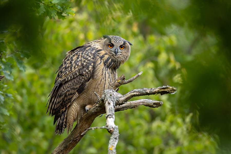Uhu - Bubu bubo, Eulen, Eule, Sachsen, Grimma, Muldental, www.richter-naturfotografie.de, Strigiformes, Federohren,  Aestling, Aestlinge, Brut
