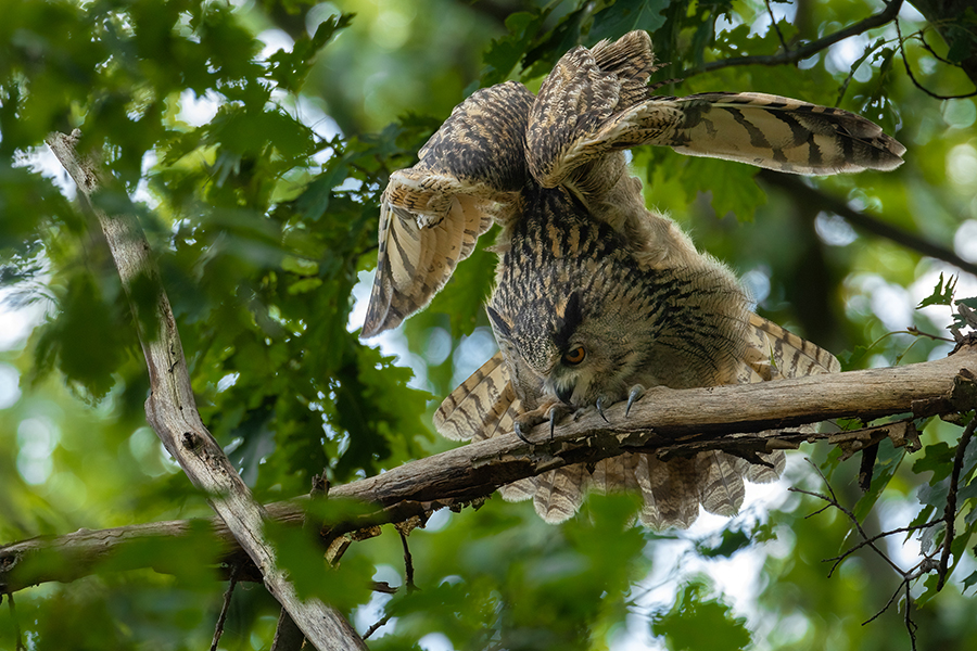 Uhu - Bubu bubo, Eulen, Eule, Sachsen, Grimma, Muldental, www.richter-naturfotografie.de, Strigiformes, Federohren,  Aestling, Aestlinge, Brut