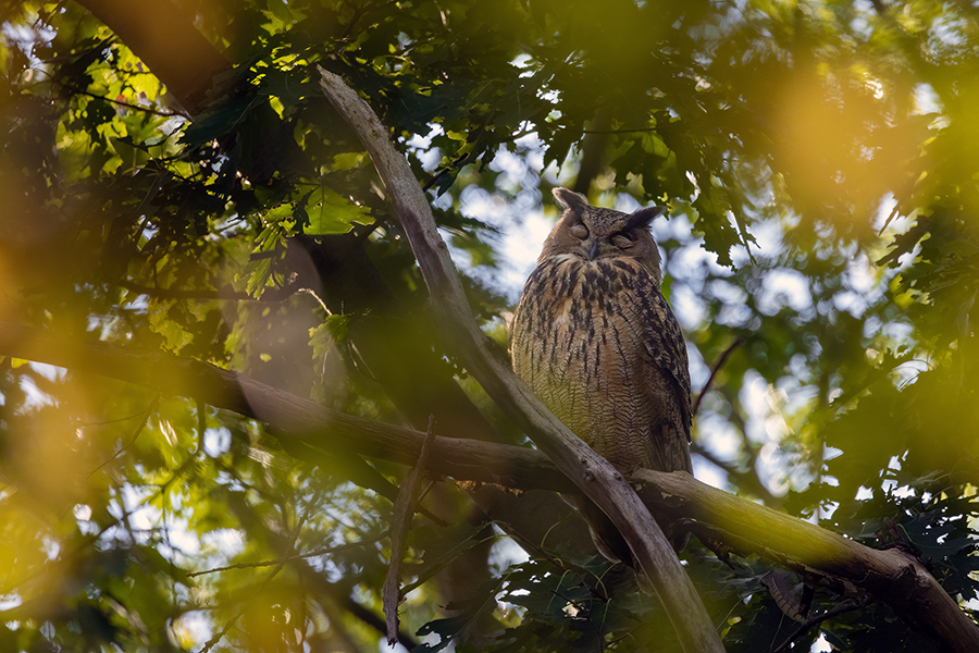 Uhu - Bubu bubo, Eulen, Eule, Sachsen, Grimma, Muldental, www.richter-naturfotografie.de, Strigiformes, Federohren,  Aestling, Aestlinge, Brut