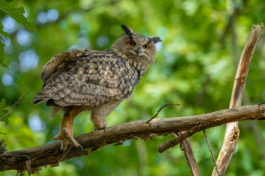 Uhu - Bubu bubo, Eulen, Eule, Sachsen, Grimma, Muldental, www.richter-naturfotografie.de, Strigiformes, Federohren,  Aestling, Aestlinge, Brut