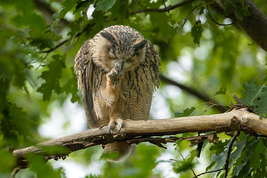 Uhu - Bubu bubo, Eulen, Eule, Sachsen, Grimma, Muldental, www.richter-naturfotografie.de, Strigiformes, Federohren,  Aestling, Aestlinge, Brut