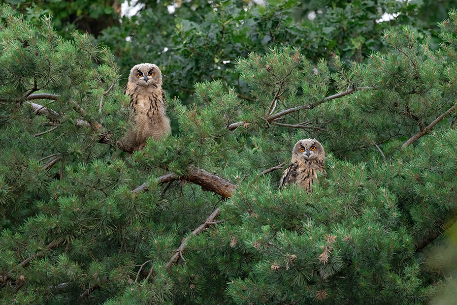 Uhu - Bubu bubo, Eulen, Eule, Sachsen, Grimma, Muldental, www.richter-naturfotografie.de, Strigiformes, Federohren,  Aestling, Aestlinge, Brut