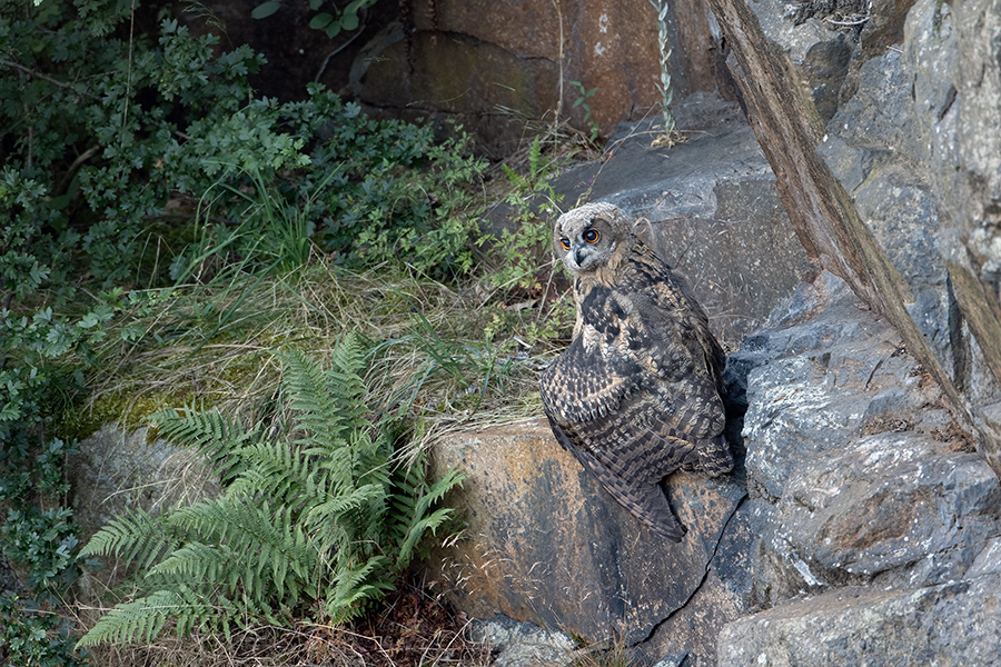 Uhu - Bubu bubo, Eulen, Eule, Sachsen, Grimma, Muldental, www.richter-naturfotografie.de, Strigiformes, Federohren,  Aestling, Aestlinge, Brut