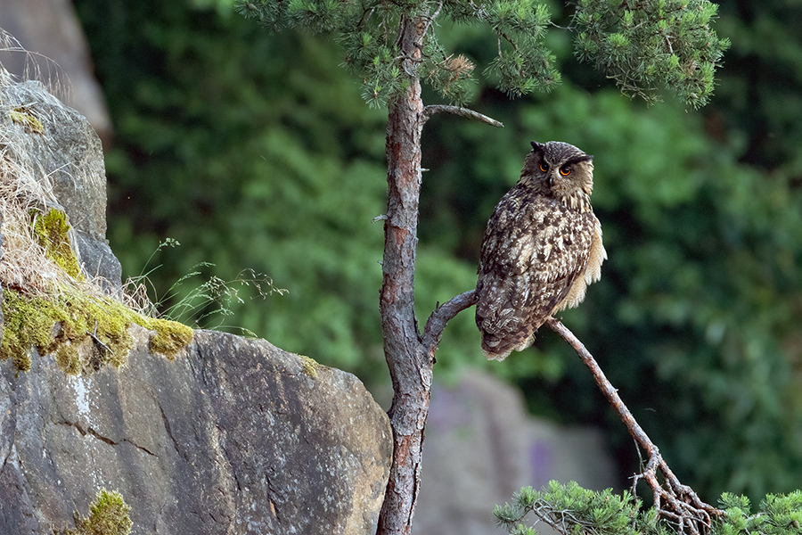 Uhu - Bubu bubo, Eulen, Eule, Sachsen, Grimma, Muldental, www.richter-naturfotografie.de, Strigiformes, Federohren,  Aestling, Aestlinge, Brut