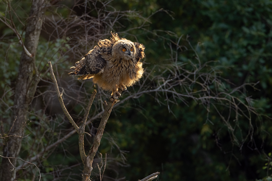 Uhu - Bubu bubo, Eulen, Eule, Sachsen, Grimma, Muldental, www.richter-naturfotografie.de, Strigiformes, Federohren,  Aestling, Aestlinge, Brut