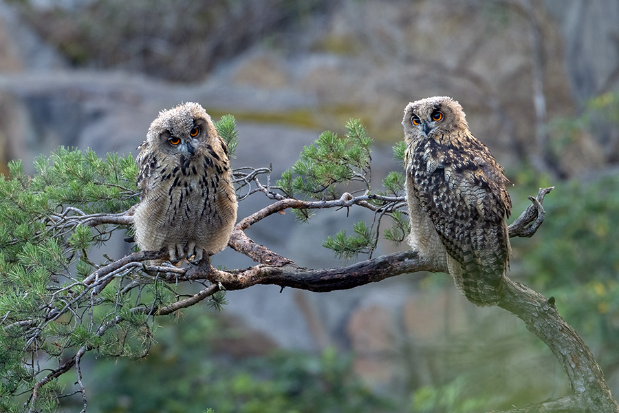 Uhu - Bubu bubo, Eulen, Eule, Sachsen, Grimma, Muldental, www.richter-naturfotografie.de, Strigiformes, Federohren,  Aestling, Aestlinge, Brut