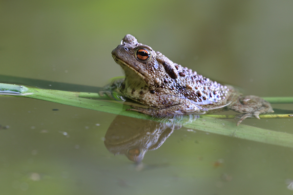Erdkroete - Bufo bufo