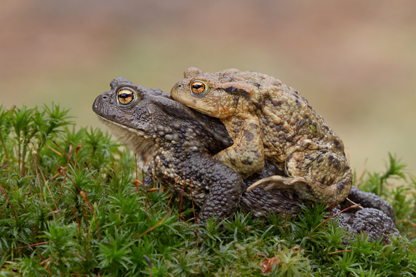 Erdkroeten - Bufo bufo Grimma Muldental Sachsen Lurche