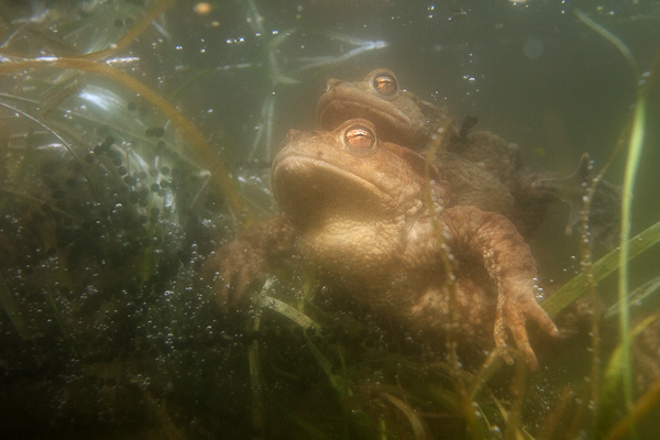 Erdkroeten - Bufo bufo Grimma Muldental Sachsen Lurche Amphibien Unterwasseraufnahme Ewa Marine UW-Beutel Laichketten Laich