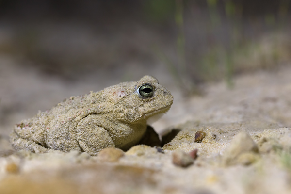 Kreuzkroete, Kreuzkröte - Bufo calamita, Epidalea calamita, Epidalea, 
Hyloidea, Amphibia