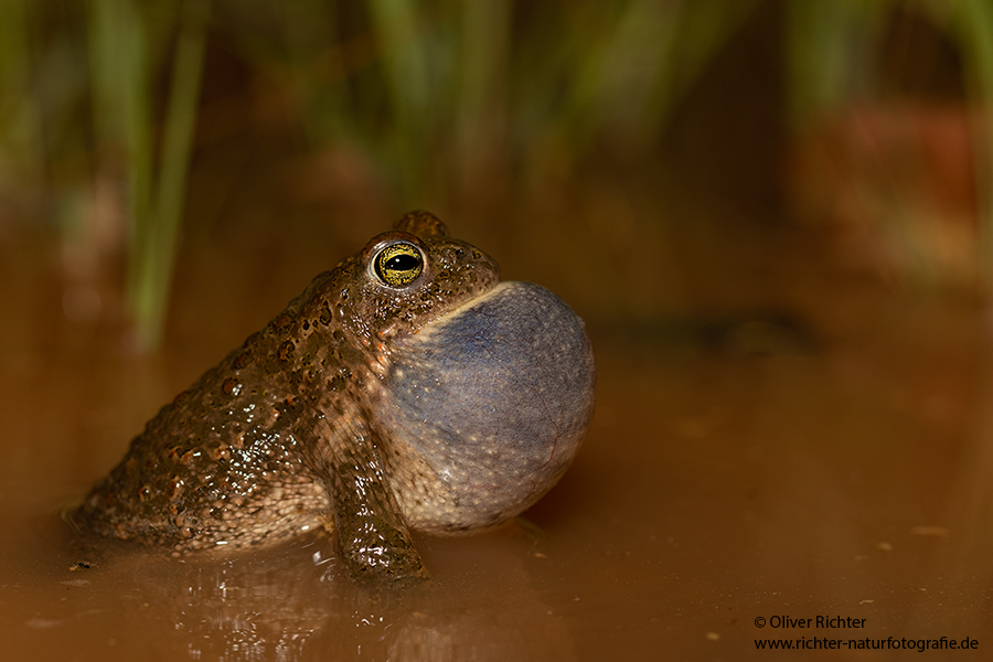 Kreuzkröte, Kreuzkroete, Bufonidae, Paarung, Laichschnur, Laich, Balz, Epidalea calamita, Epidalea, Kroeten, Kroete, Anura, Froschlurch, Froschlurche, Schallblase, blau