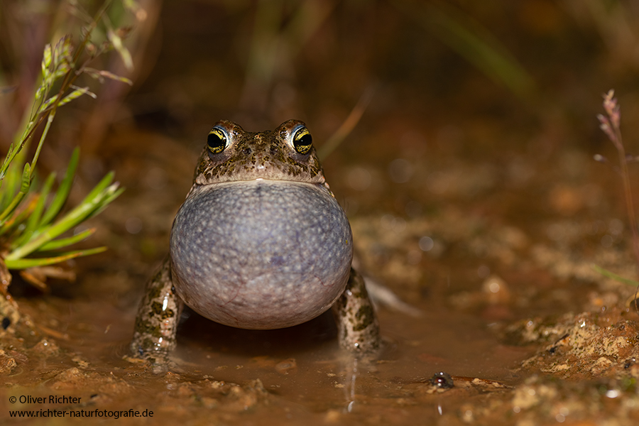 Kreuzkröte, Kreuzkroete, Bufonidae, Paarung, Laichschnur, Laich, Balz, Epidalea calamita, Epidalea, Kroeten, Kroete, Anura, Froschlurch, Froschlurche, Schallblase, blau